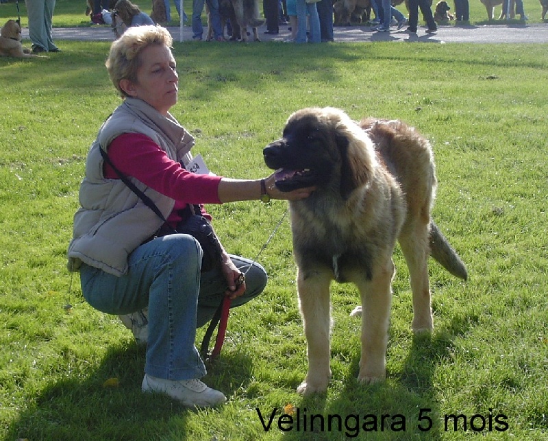 CH. Velinngara lena of africa des Lions de Tambacounda