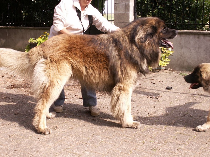 Vlalmek des Lions de Tambacounda