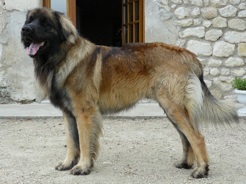 Casanova dit chaïli des Lions de Tambacounda