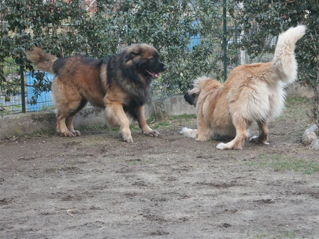 Varella vic' des Lions de Tambacounda