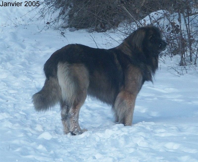 Sisqo du clos des Tzars de Montagne