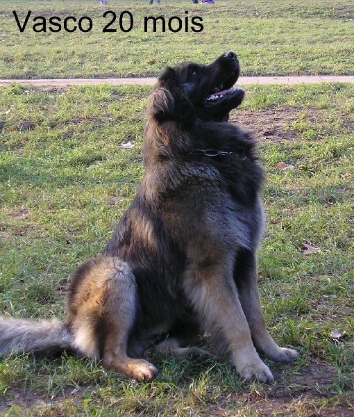 Vasco vic' des Lions de Tambacounda