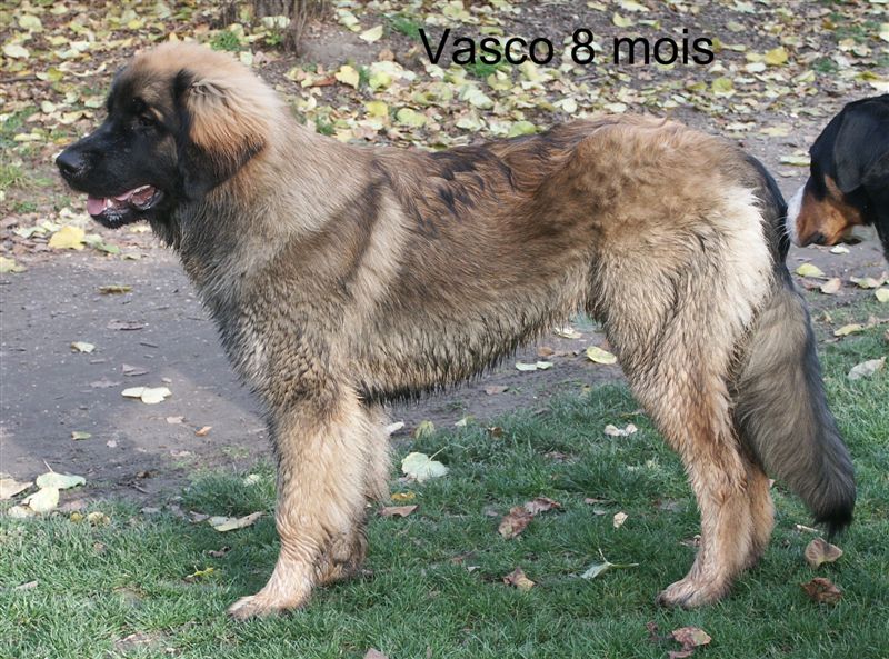 Vasco vic' des Lions de Tambacounda