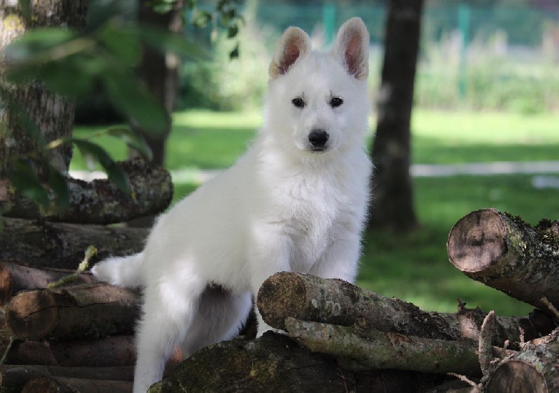 Chiot Elevage Du Royaume De La Louve Blanche Eleveur De