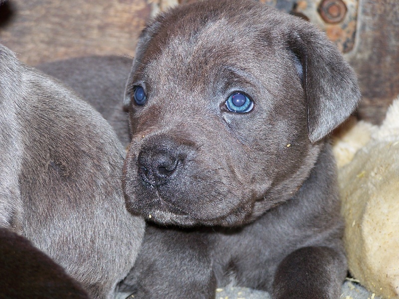 Chiot Elevage Des Gardiens De Feu Eleveur De Chiens Cane