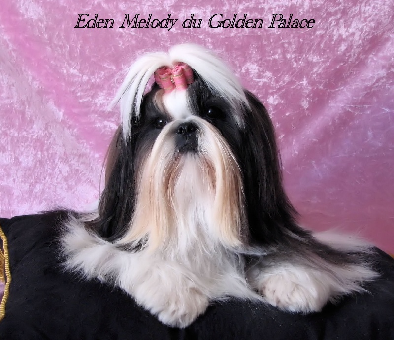 CH. Eden melody du Golden Palace