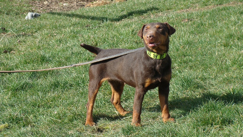 Dolly de la vallée de St Evroult