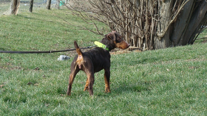 Dolly de la vallée de St Evroult