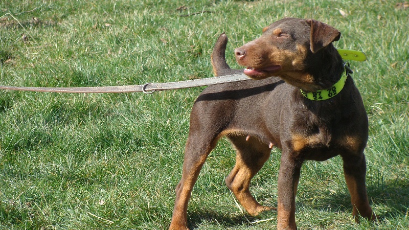 Dolly de la vallée de St Evroult