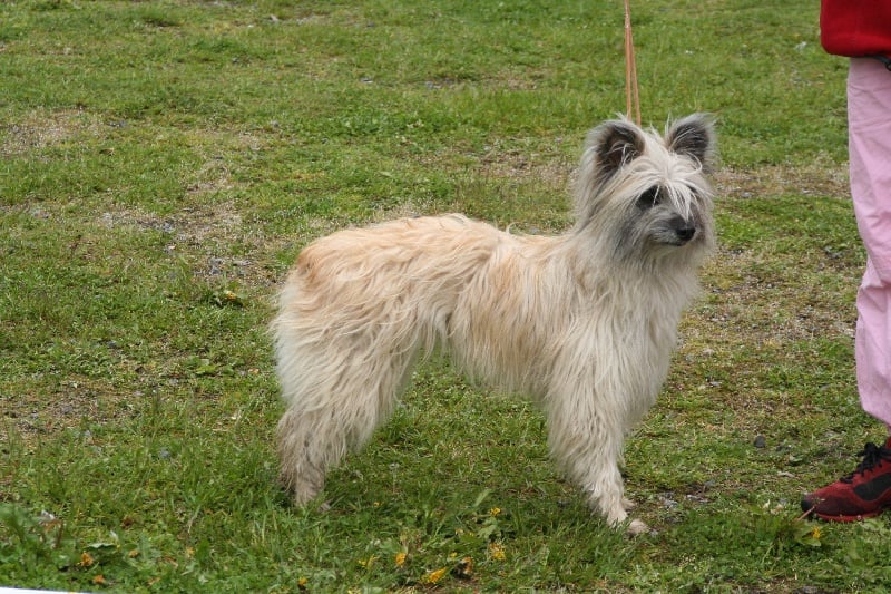 CH. Umbra de La Petite Ferme de Wihr