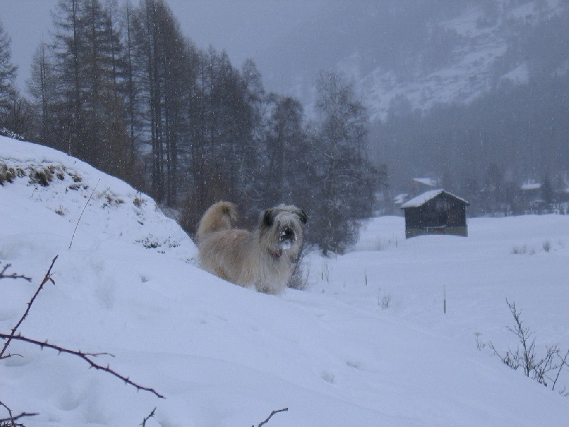 Calisto de La Petite Ferme de Wihr