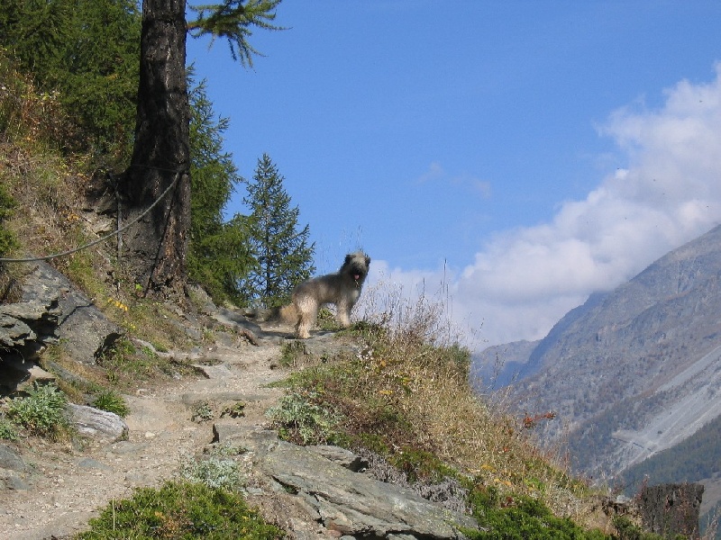 Calisto de La Petite Ferme de Wihr