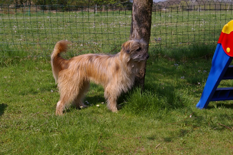 Dynamit de La Petite Ferme de Wihr