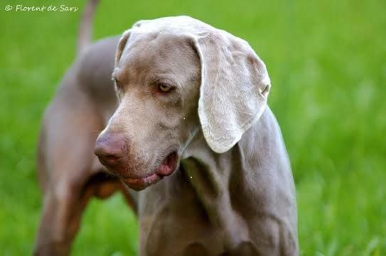 TR. CH. Hunza De gray ghost' de la chevalerie