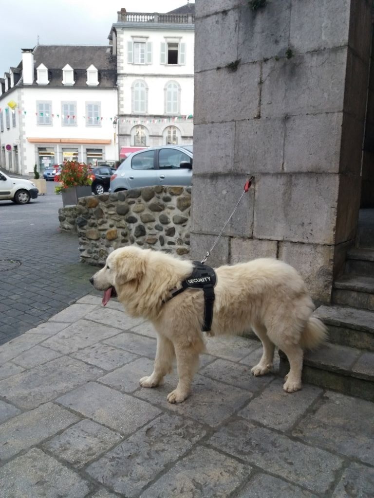 Chiot Elevage Du Haras De Chante Neige Eleveur De Chiens