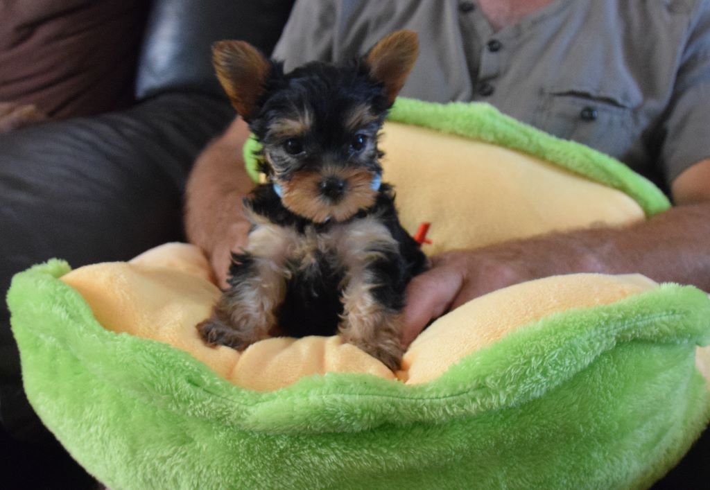 Chiot Yorkshire Terrier, mâle disponible en Hauts-de-France, 62 