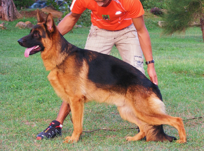 Falk de la Tanière des Lions