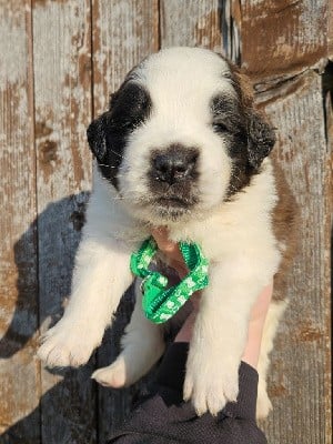 Chien du Saint-Bernard - des préludes du chassignolan