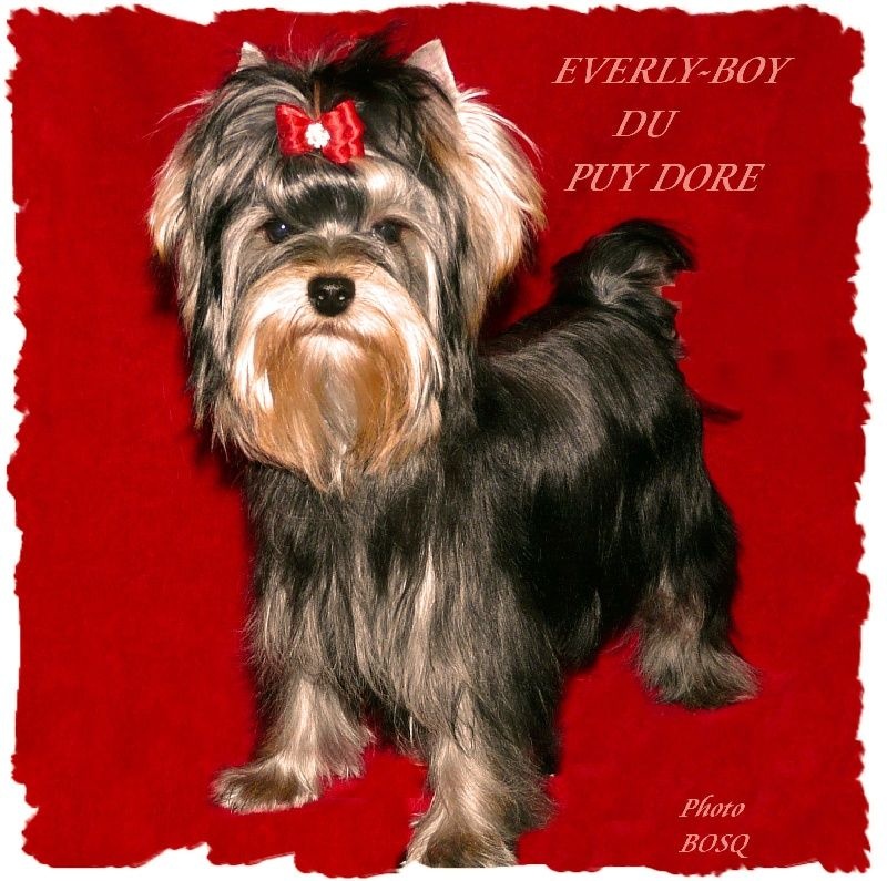 CH. Everly-boy du Puy Doré