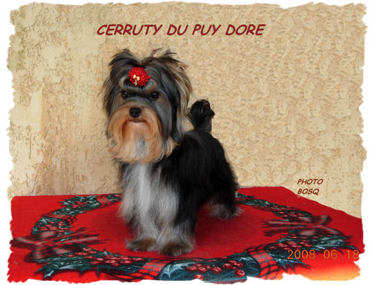 CH. Cerruty du Puy Doré