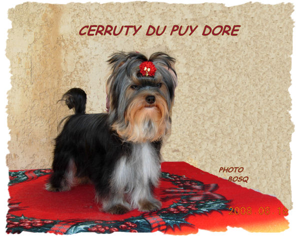 CH. Cerruty du Puy Doré