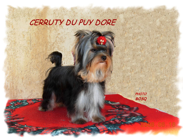 CH. Cerruty du Puy Doré