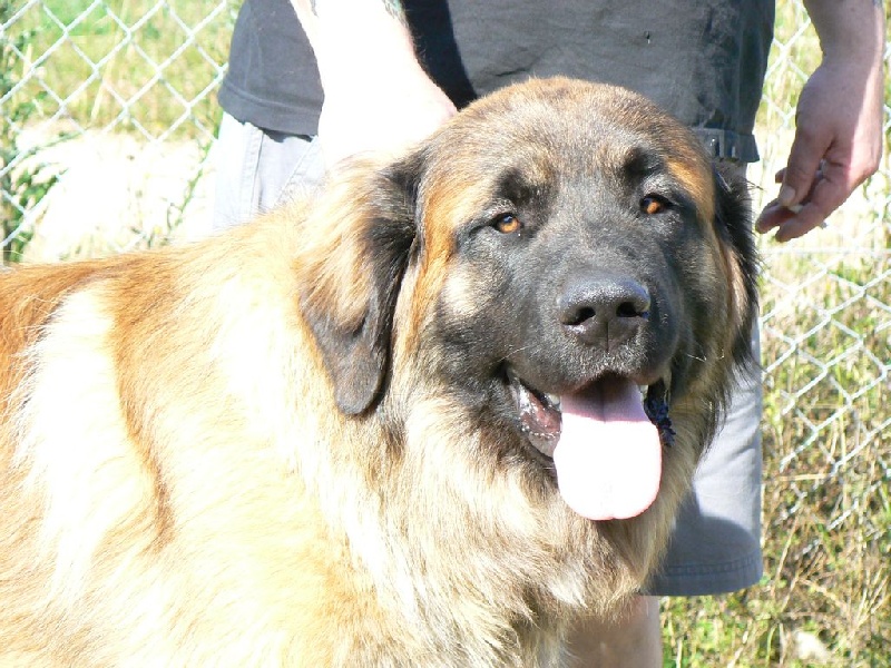 Bouba des lions de la ferronniere