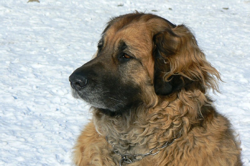 Ariane des lions de la ferronniere