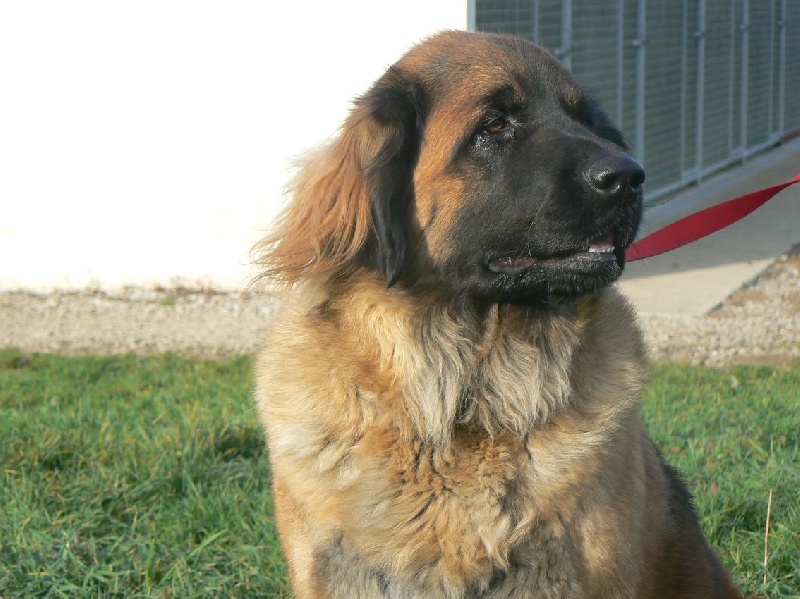 Dubaï des lions de la ferronniere