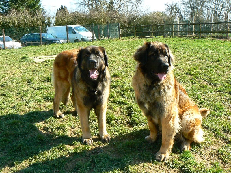 Ember des lions de la ferronniere