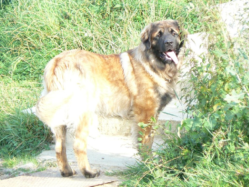 Bouba des lions de la ferronniere