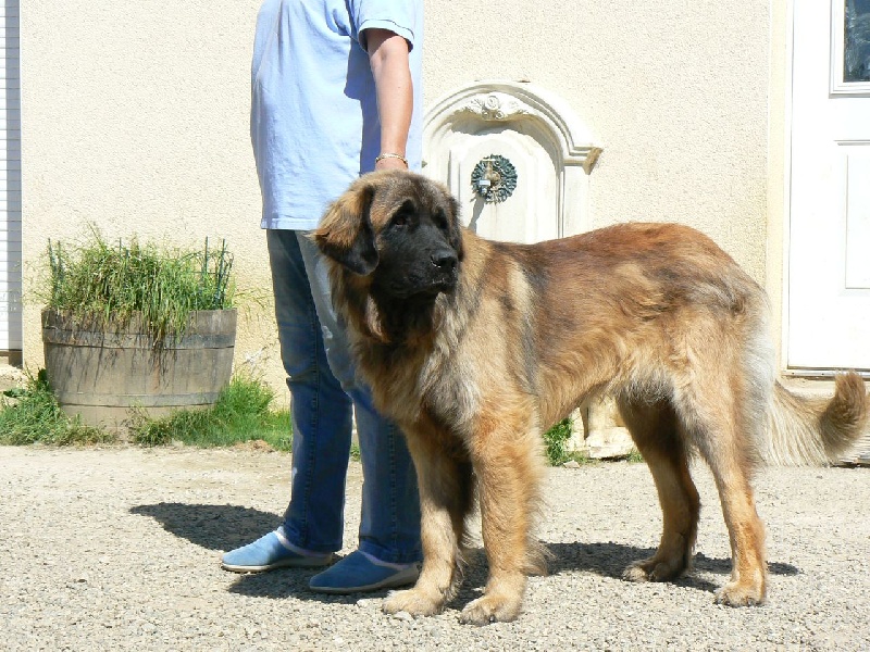 Balthazar des lions de la ferronniere