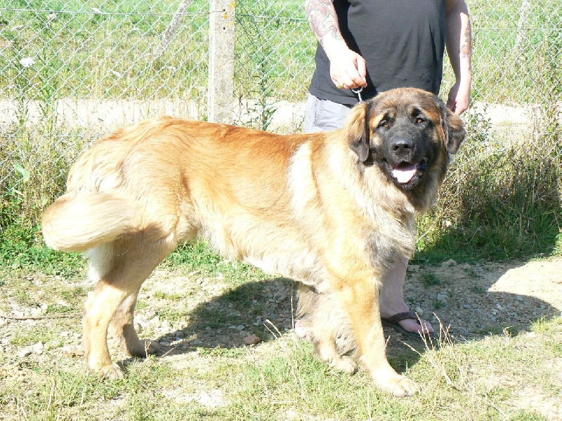 Bouba des lions de la ferronniere