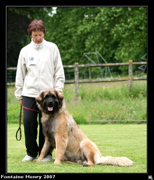 Belle des lions de la ferronniere