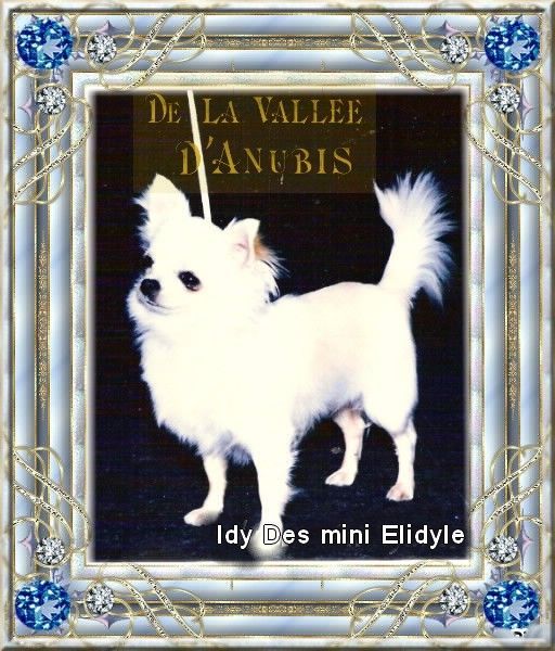 CH. Idy des mini elydile