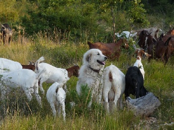 Accueil Elevage Du Hogan Des Vents Eleveur De Chiens