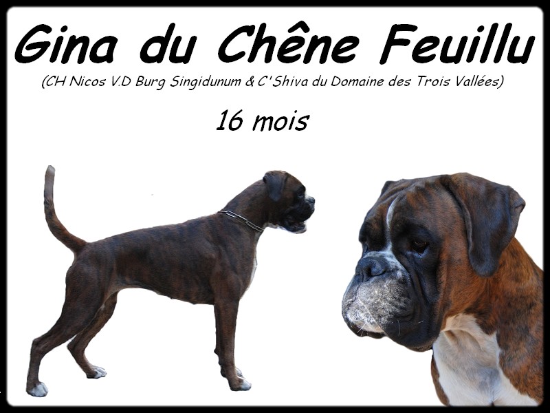 Gina du Chêne Feuillu