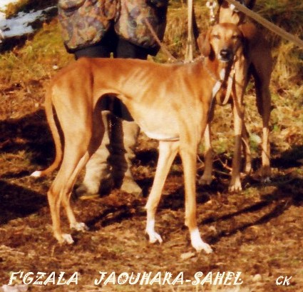 F'gzala Jaouhara Sahel