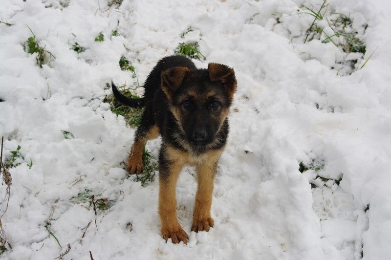 Chien Berger Allemand Oust Des Seigneurs De Montbel