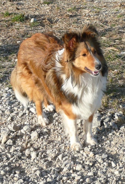 Dakota blond of Wind River