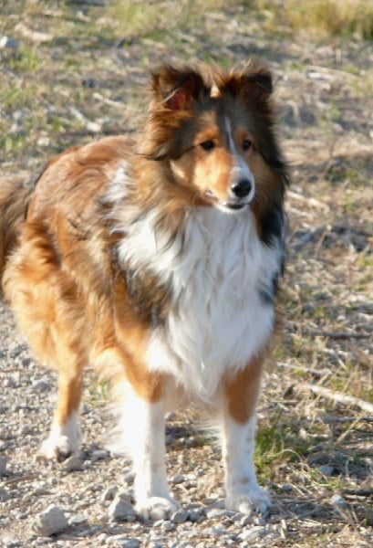 Dakota blond of Wind River