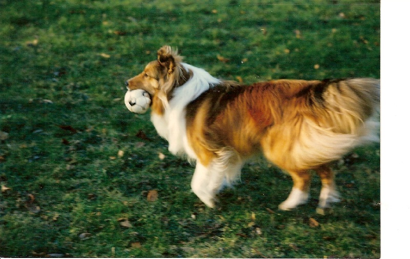 Jaya de l'Orée du chêne