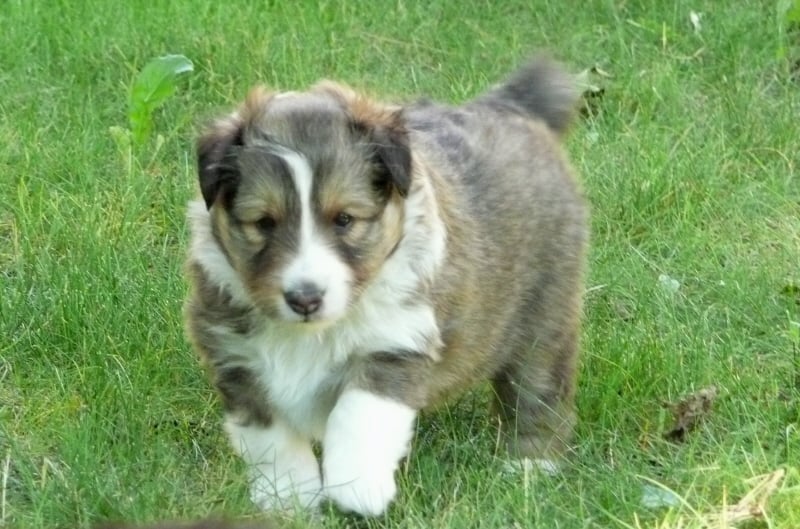 Dakota blond of Wind River