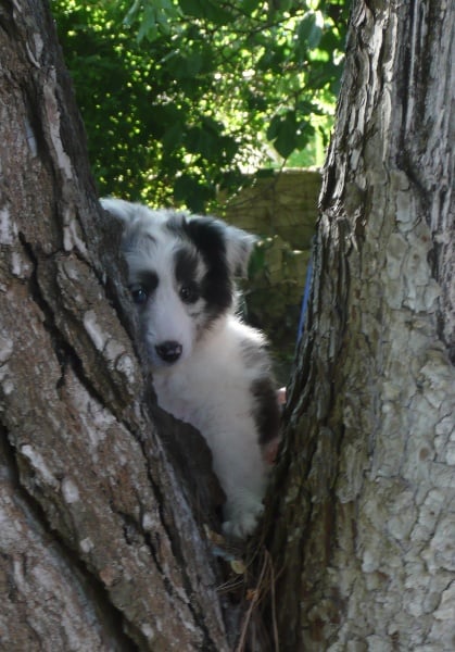 Foxy lady blue of Wind River