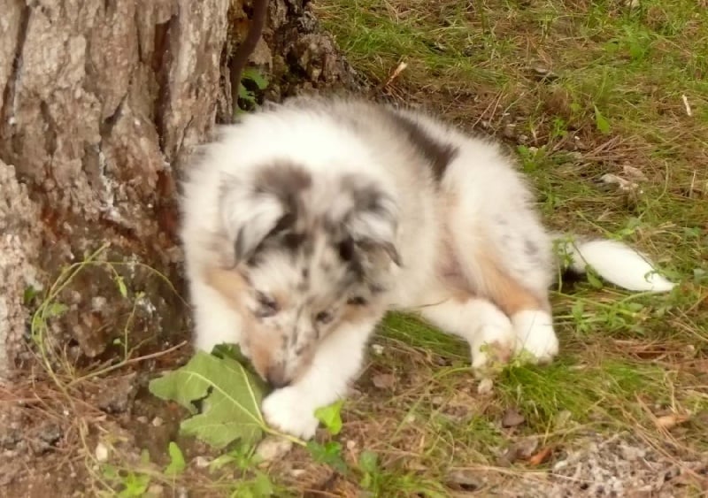 Elwood blues of Wind River