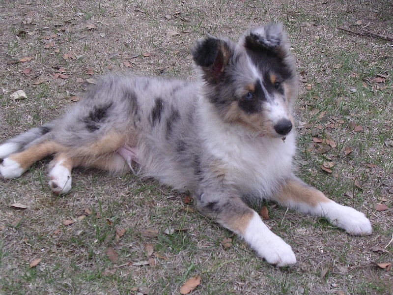 Blue boomer of Wind River