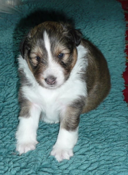 Dakota blond of Wind River