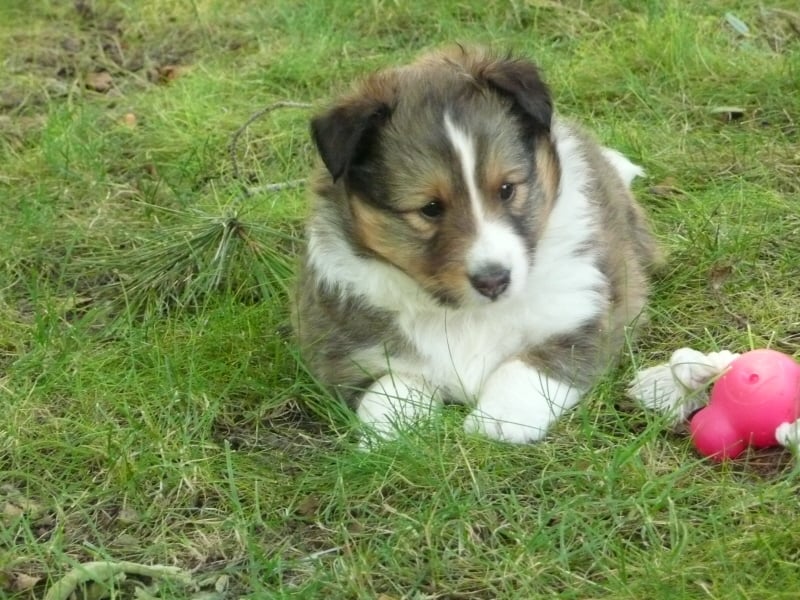 Dakota blond of Wind River