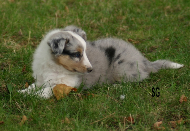 Caïna blue of Wind River