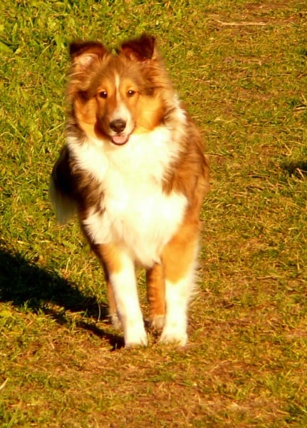 Dakota blond of Wind River